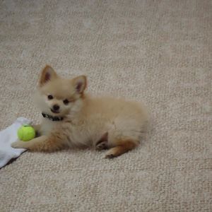 Meet your Posher, Mary